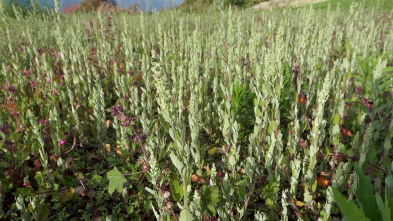 在印度北阿坎德邦的喜马拉雅草甸，大毛蕊花Verbascum thapsus的丰富生长。视频素材