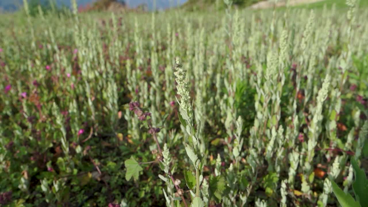 在印度北阿坎德邦的喜马拉雅草甸，大毛蕊花Verbascum thapsus的丰富生长。视频素材