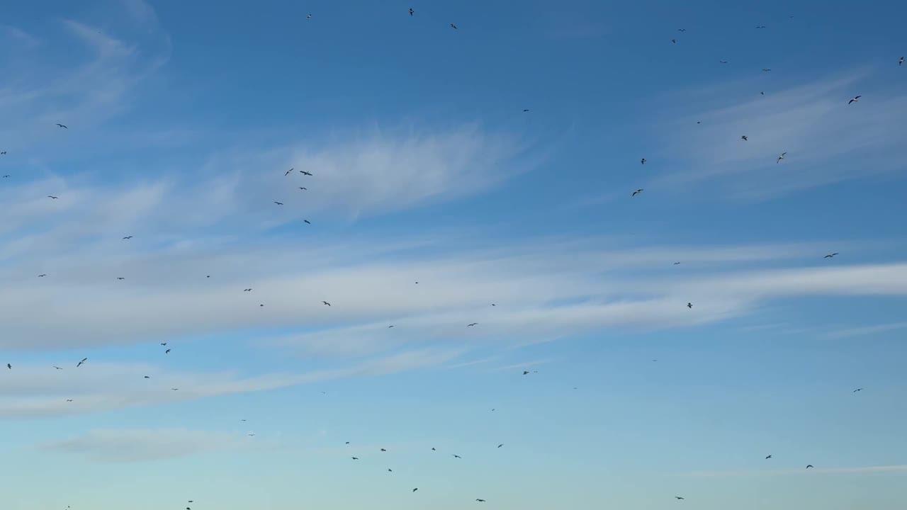 天空中有一大群鸟。视频素材