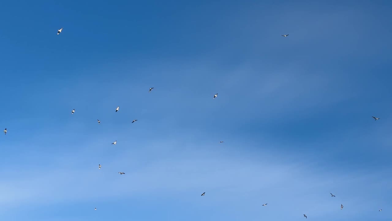 天空中有一群鸟。视频素材