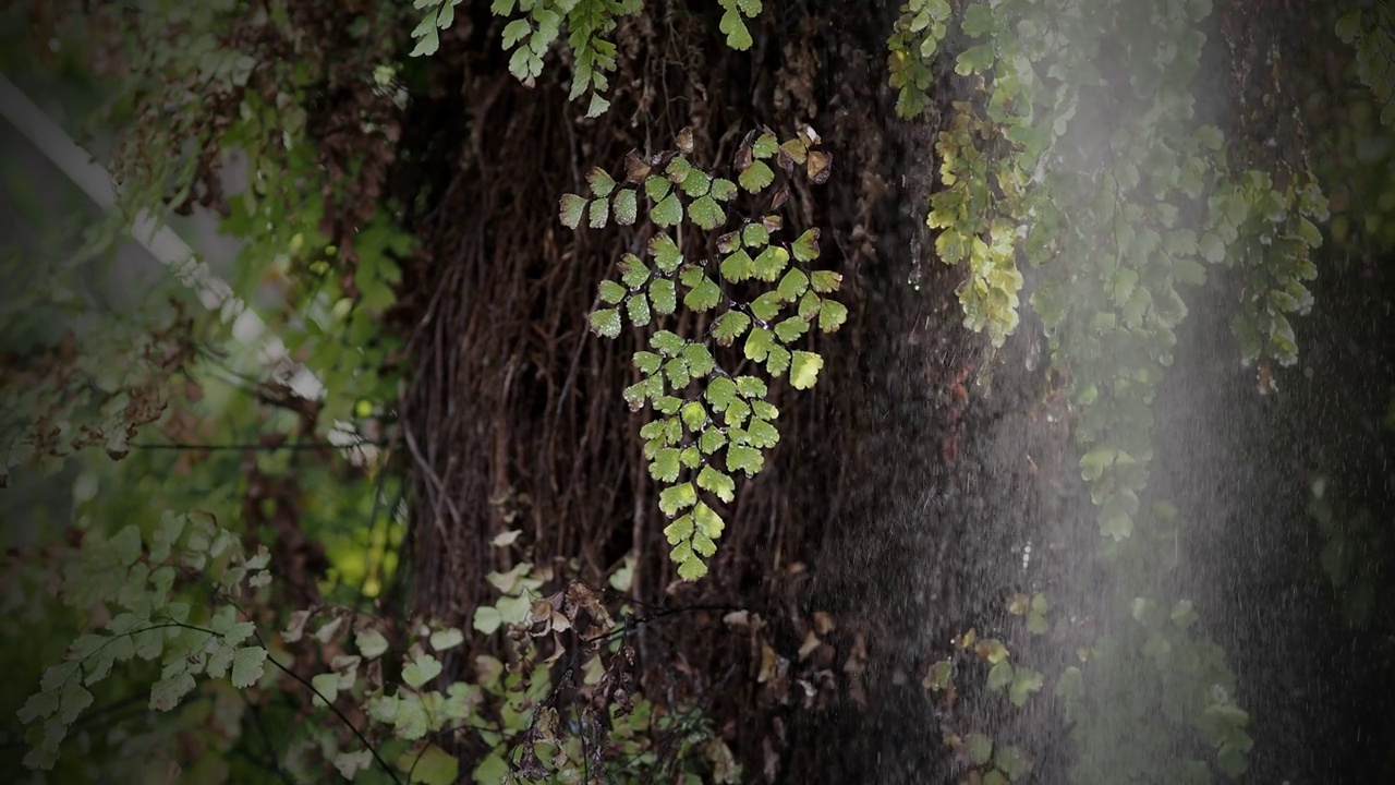 绿枝在雨中在森林里视频素材