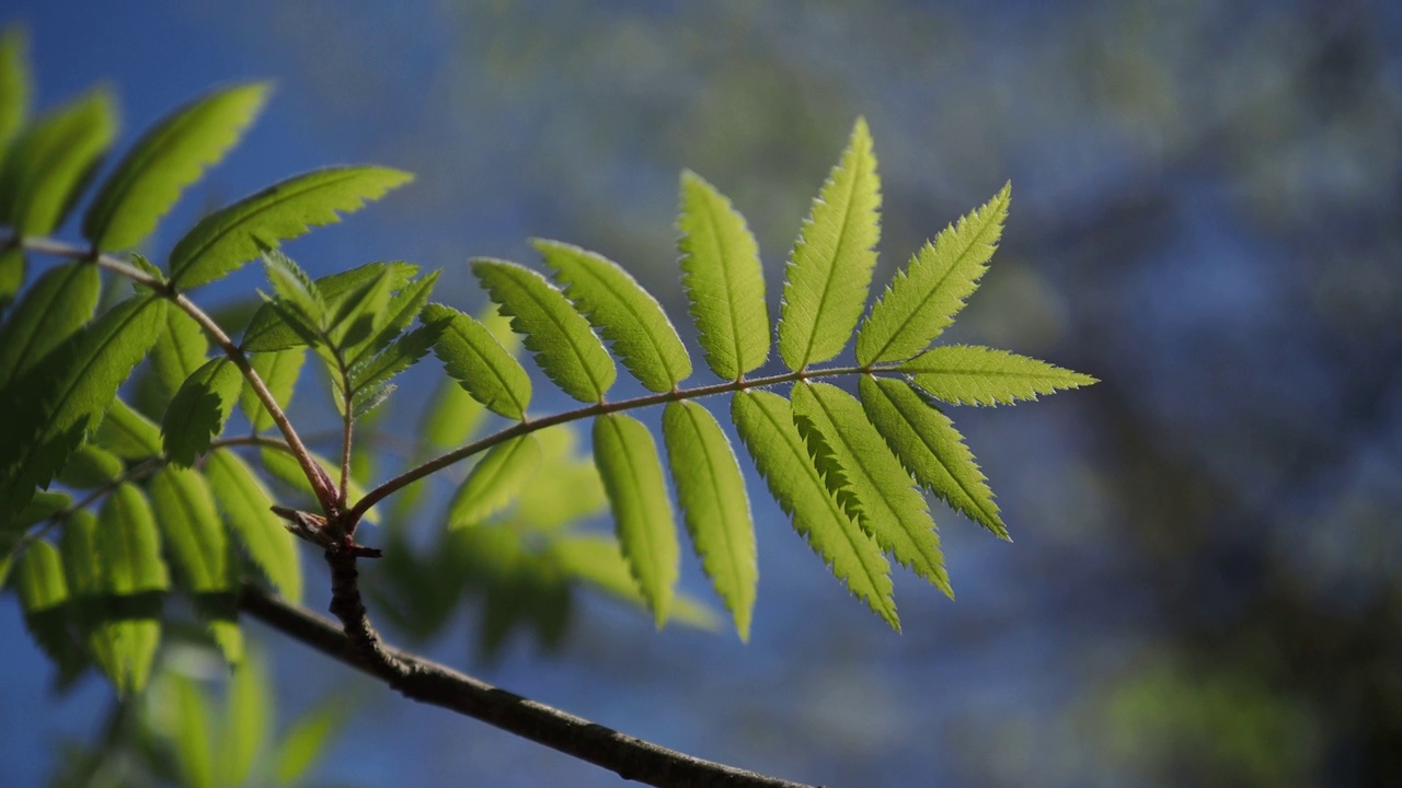 森林里的绿色树枝视频下载