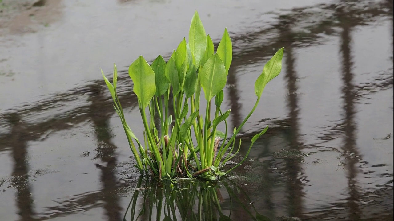 池塘里的绿草视频素材