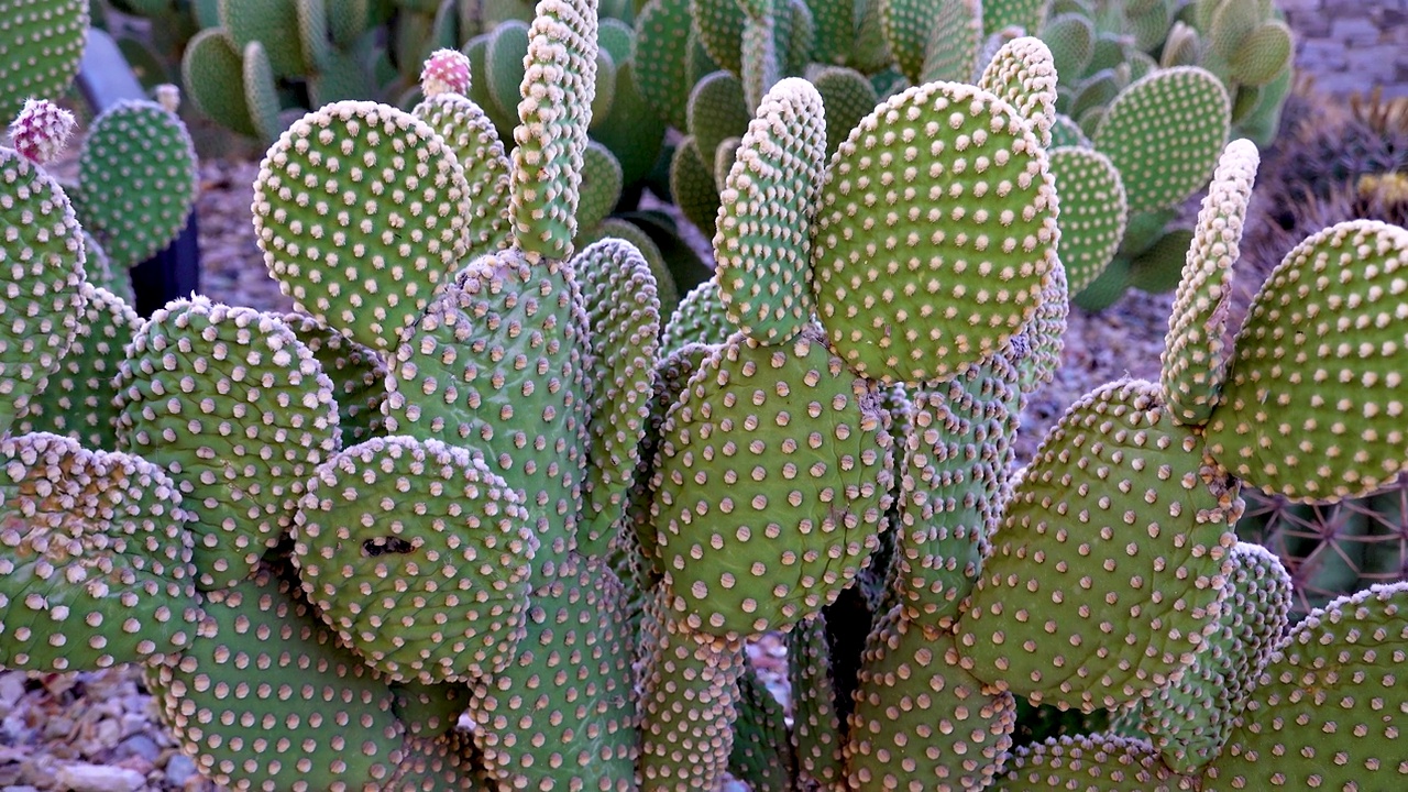 天使的翅膀，兔子的耳朵，波点仙人掌(Opuntia microdasys)在索诺兰沙漠，亚利桑那州视频素材