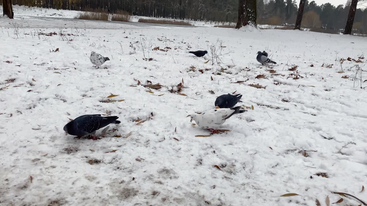 冬天，鸽子在雪地里寻找食物。视频素材