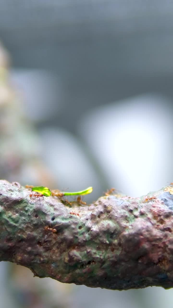 野生动物视频红蚂蚁走在树干与模糊的绿色自然背景。蚂蚁在树皮上爬行。昆虫的特写镜头。泰国普吉岛。视频素材