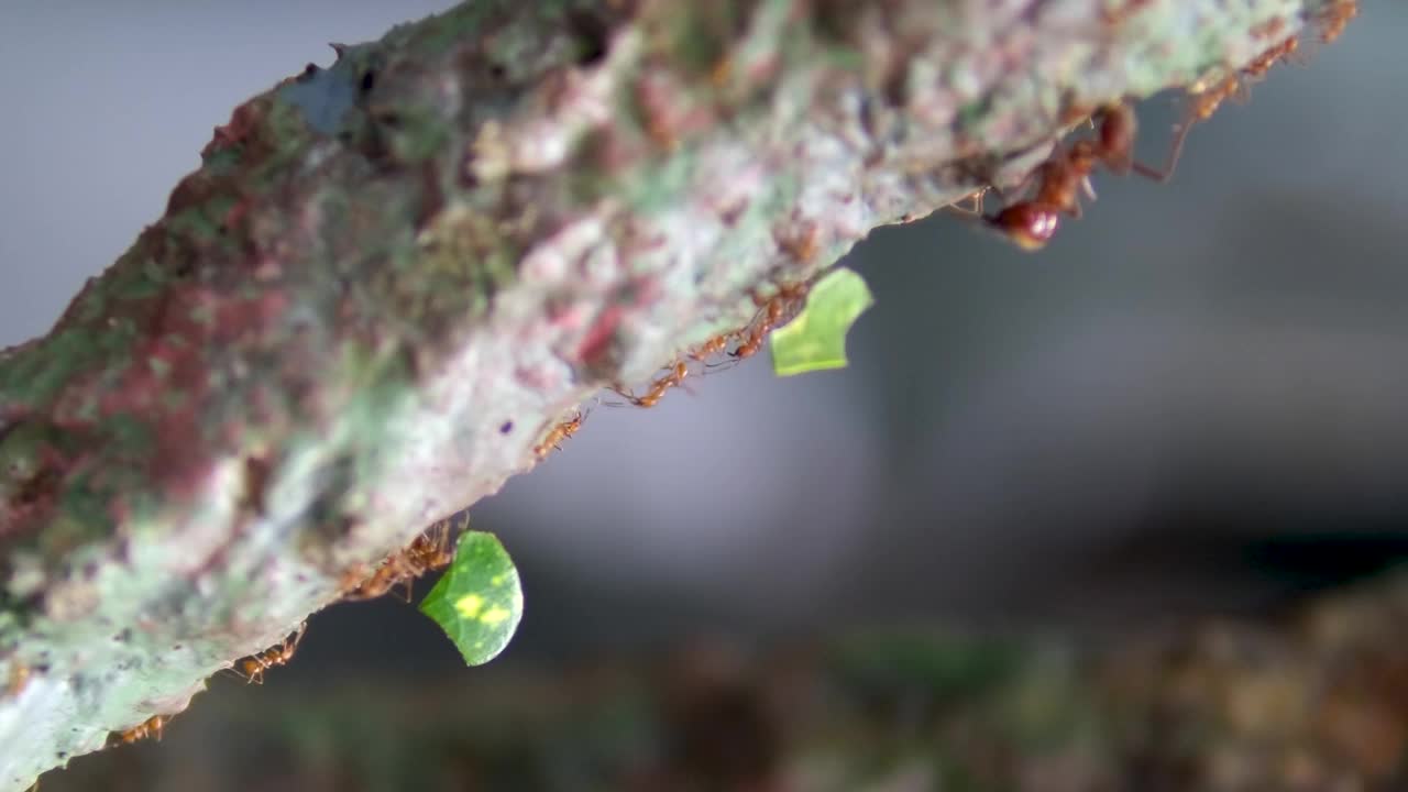 野生动物视频红蚂蚁走在树干与模糊的绿色自然背景。蚂蚁在树皮上爬行。昆虫的特写镜头。泰国普吉岛。视频素材