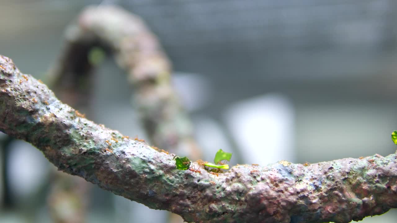 野生动物视频红蚂蚁走在树干与模糊的绿色自然背景。蚂蚁在树皮上爬行。昆虫的特写镜头。泰国普吉岛。视频素材