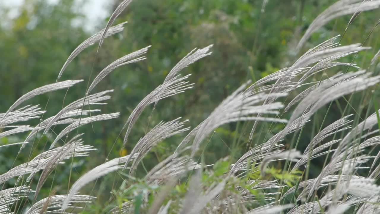 美丽的草在风中摇曳。视频素材