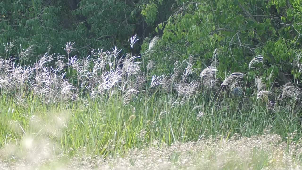 美丽的草在风中摇曳。视频素材