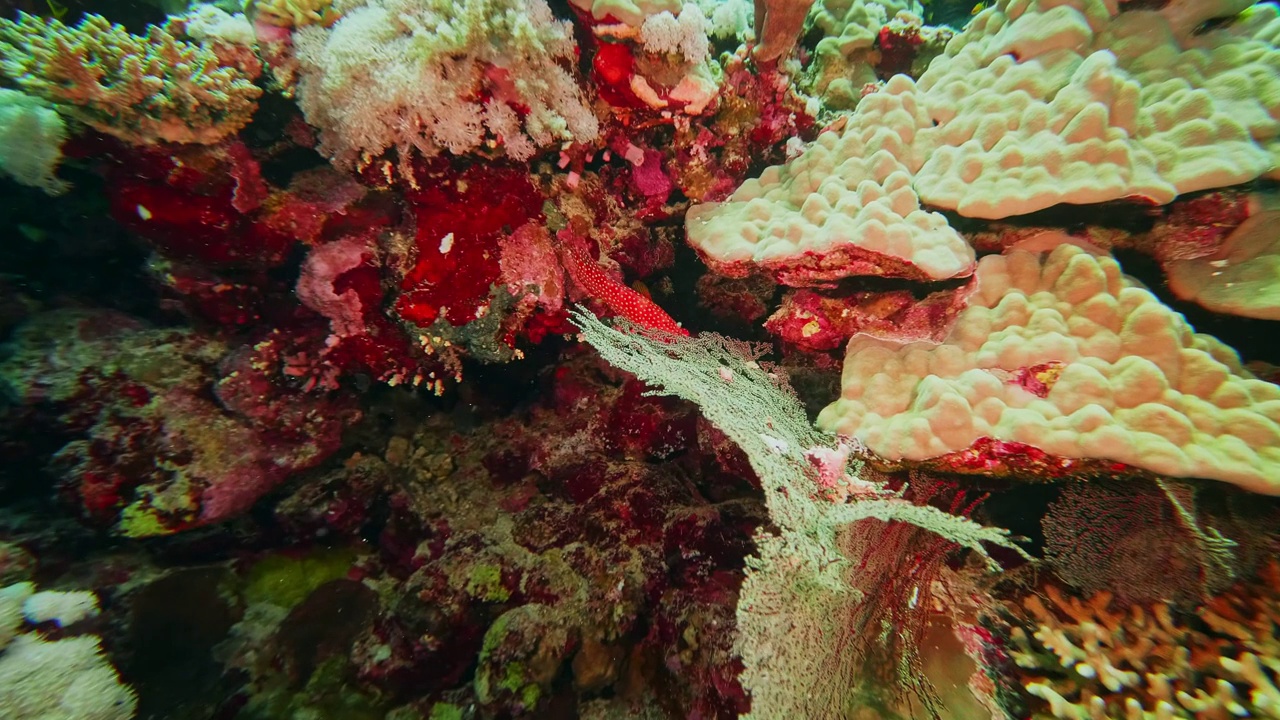 万鸦老珊瑚花园，在北苏拉威西邦加岛潜水视频素材