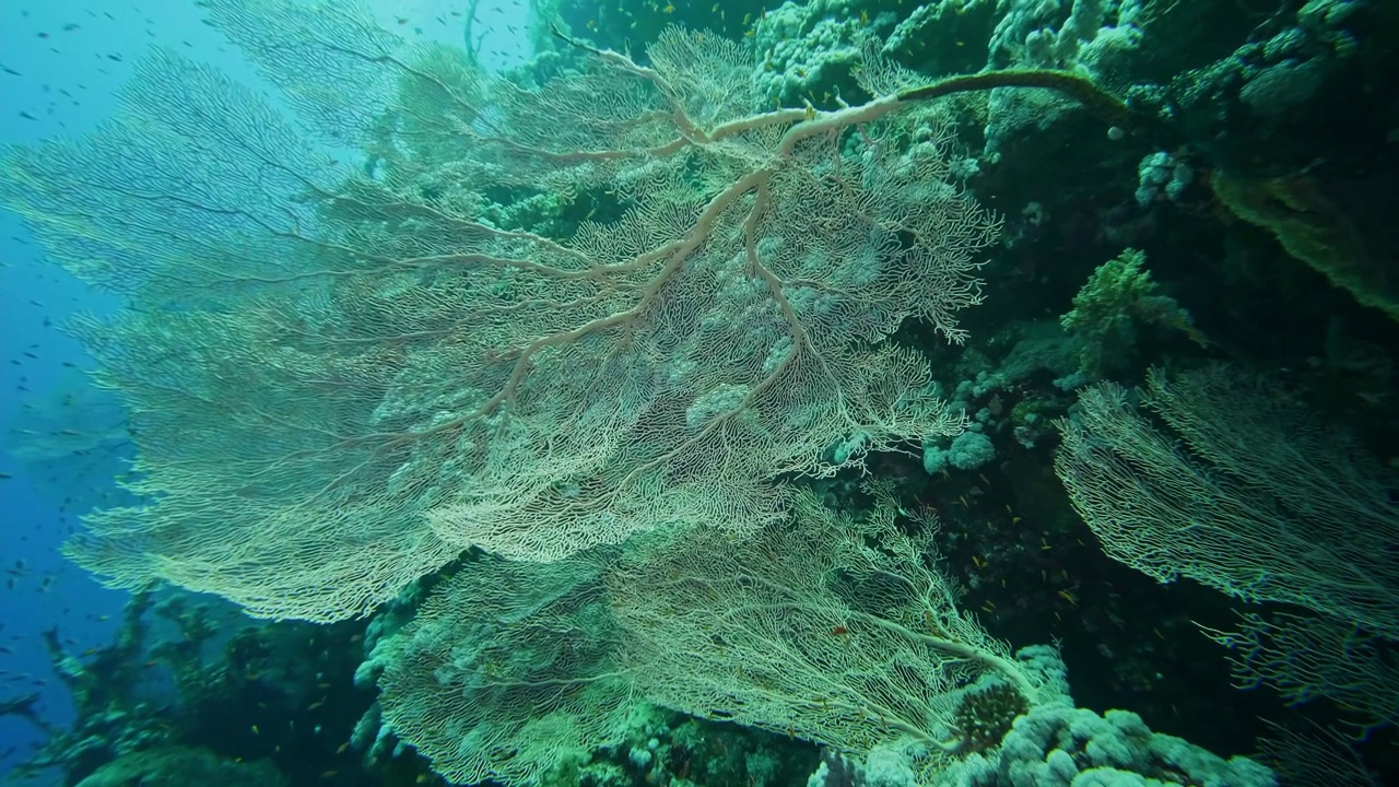 在地中海动物森林中潜水:与柳珊瑚的邂逅视频素材