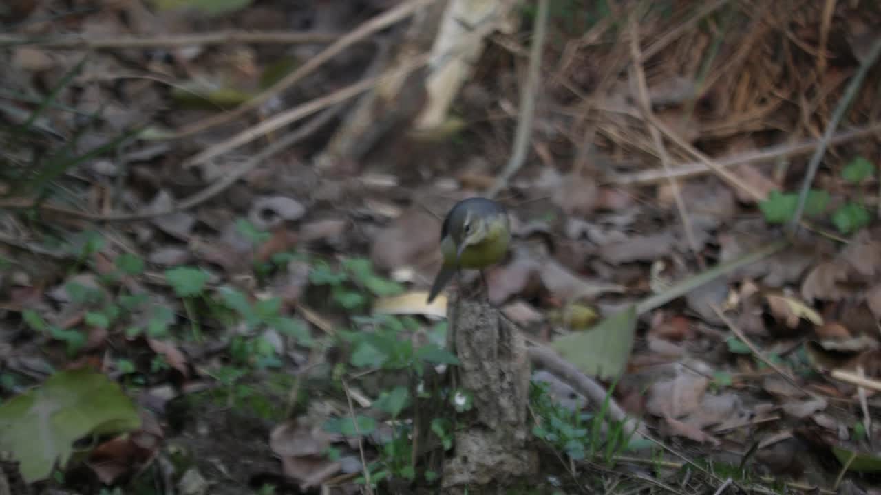 黄鹡鸰(Motacilla flava)视频素材