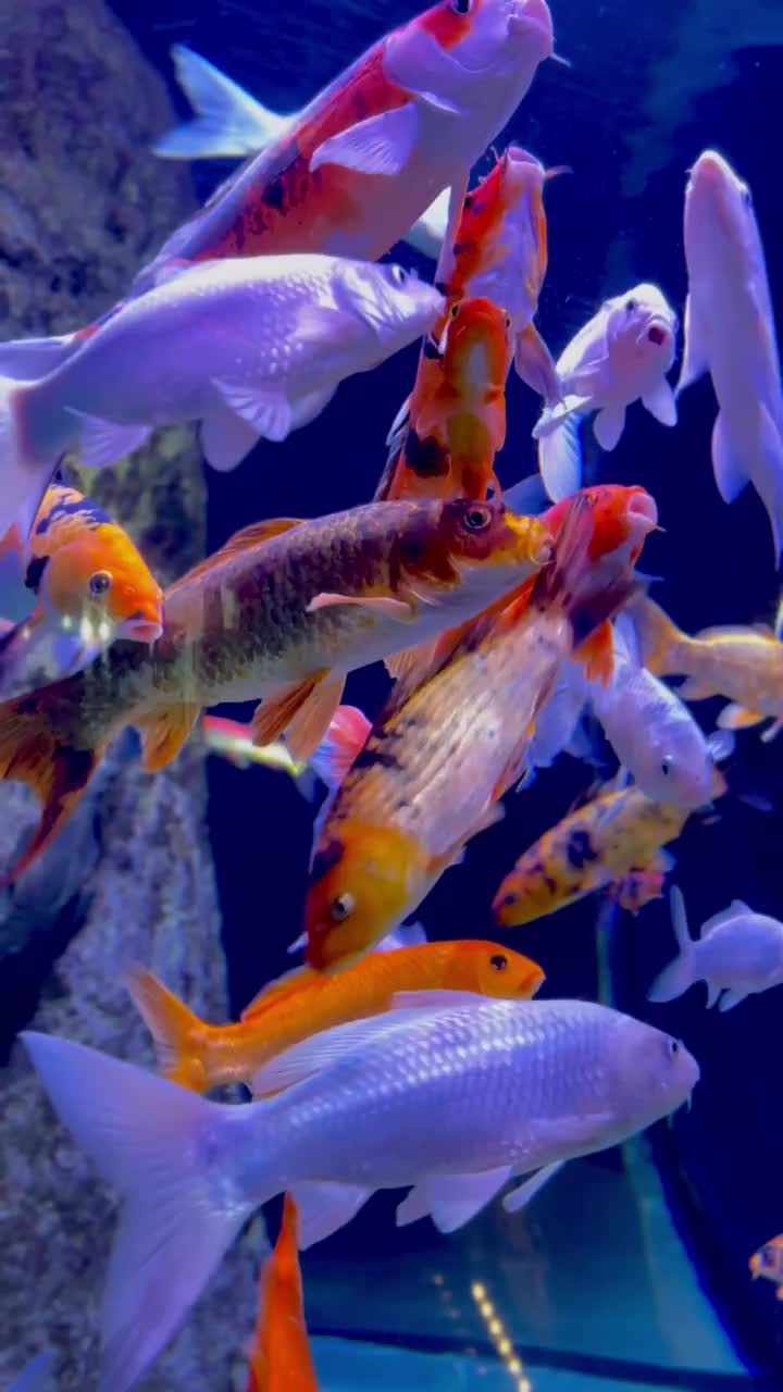 水族馆里的锦鲤视频素材