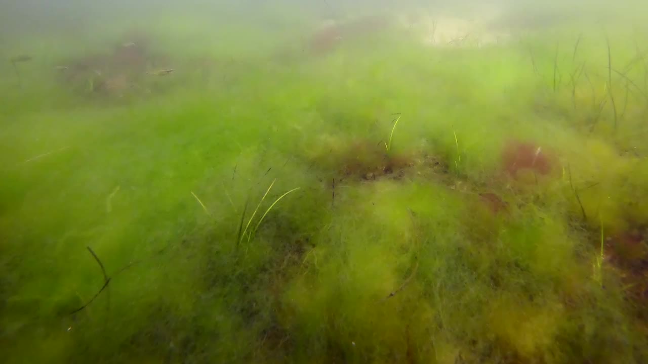 沙底长满矮鳗草(Zostera noltii)、红角草(Ceramium virgatum)和绿藻(Cladophora sp.)的海草床，绿wrass在上面游来游去视频素材