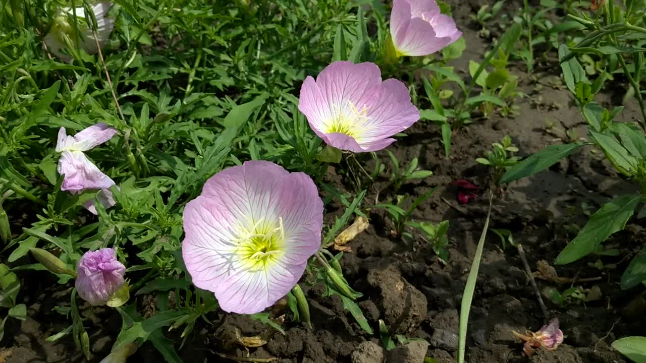 美丽的花园花月见草绽放了娇嫩的粉红色花瓣视频下载