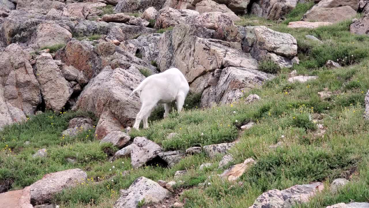 在夏季4K的科罗拉多州埃文斯山顶峰湖公园，山羊在岩石斜坡上吃草。视频素材