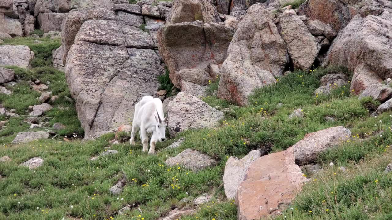 在夏季4K的科罗拉多州埃文斯山顶峰湖公园，山羊在岩石斜坡上吃草。视频素材