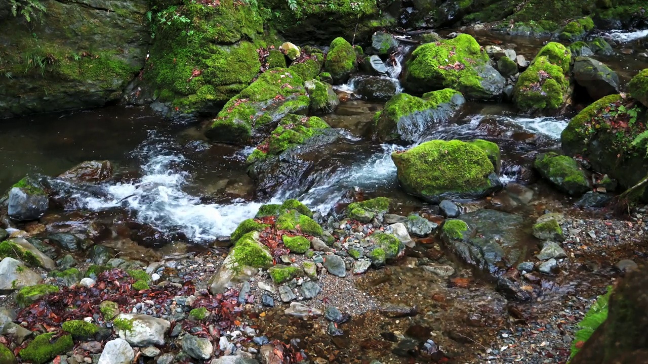 小山涧，青苔和秋叶视频素材