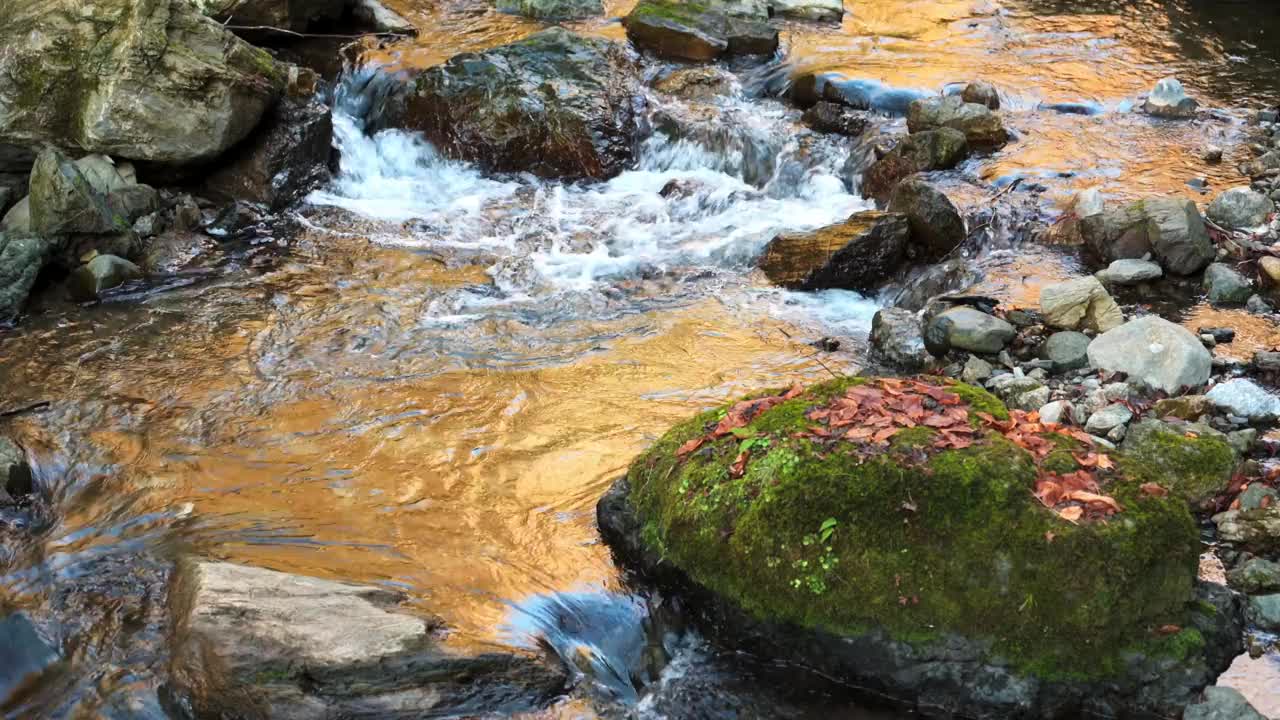 小山涧，青苔和秋叶视频素材