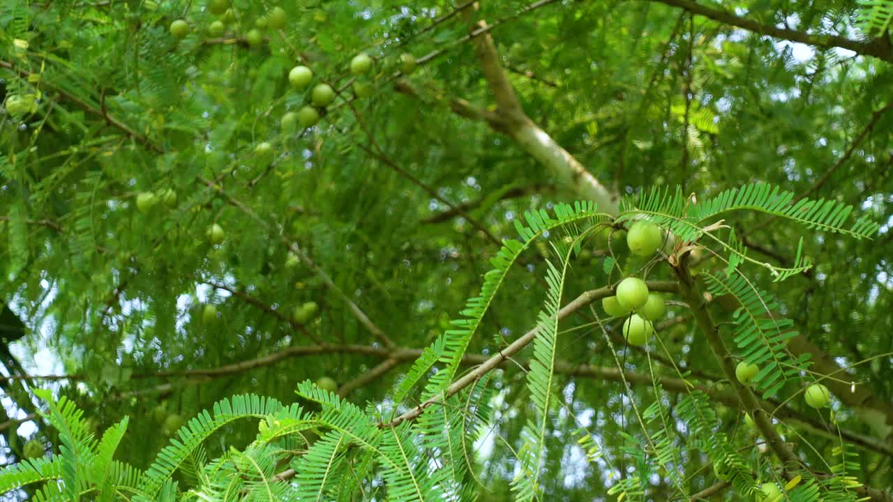 番荔枝果实，也叫印度醋栗，挂在一棵绿色的木树上。视频素材