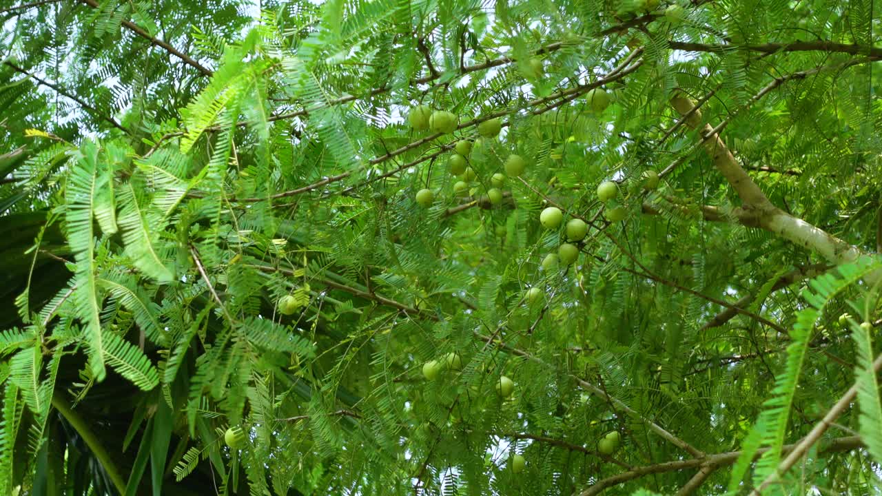 番荔枝果实，也叫印度醋栗，挂在一棵绿色的木树上。视频素材