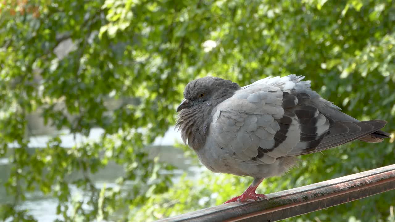 闭合一个鸽子视频下载