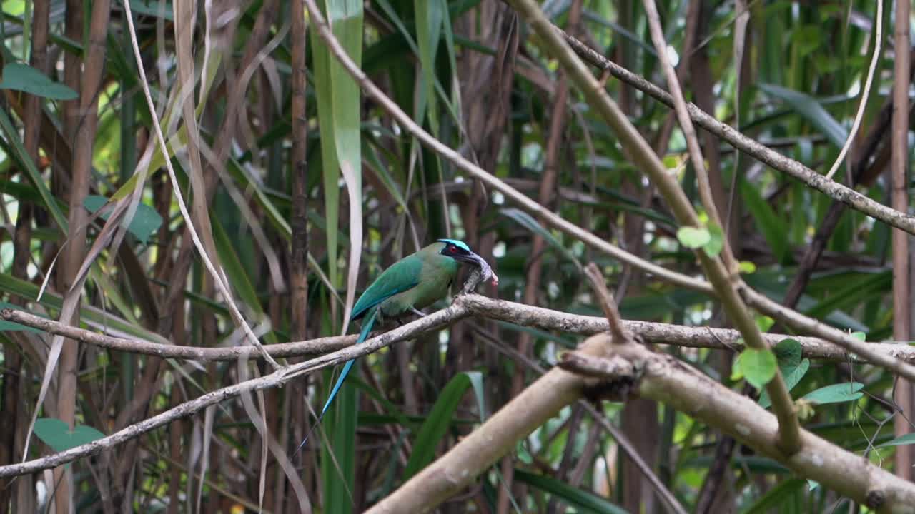 安第斯土莫特或高地土莫特，Momotus aequatorialis，彩色近雀形鸟，坐在哥伦比亚花园雨林的树枝上吃鱼。视频素材