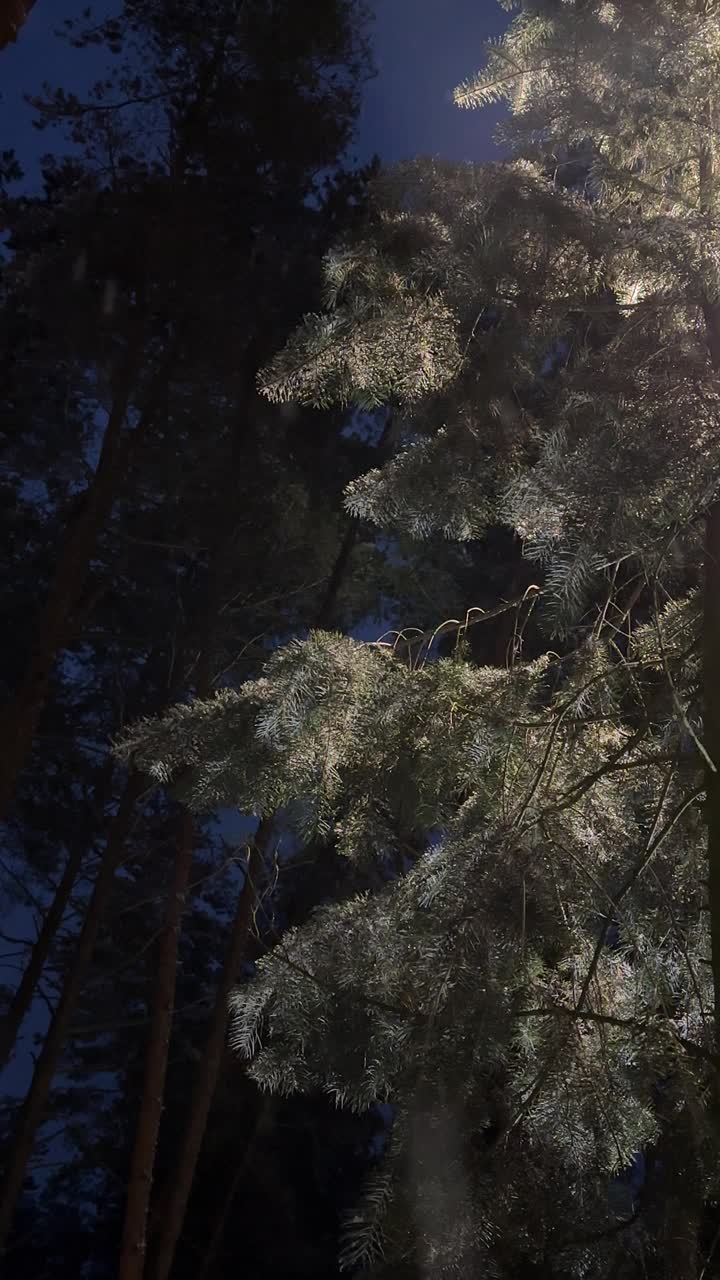 松树林夜下着雪视频素材