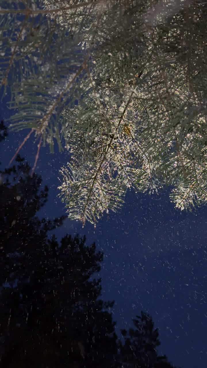 松树林夜下着雪视频素材