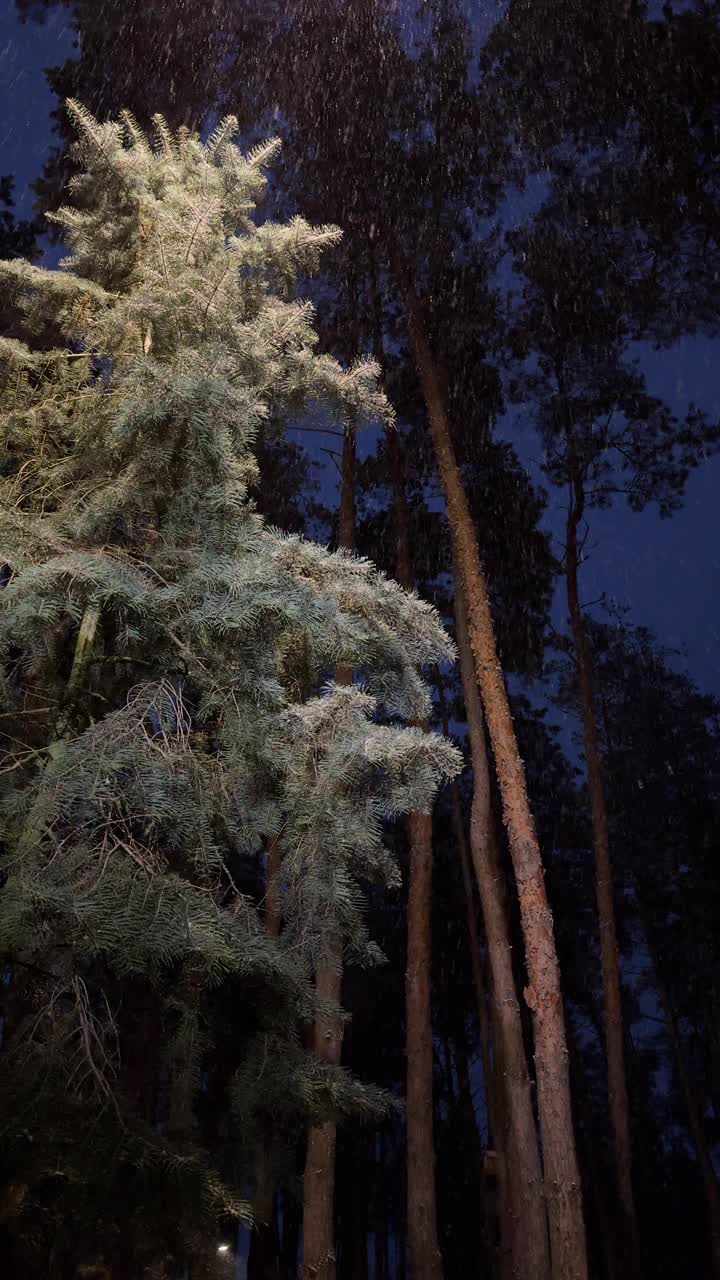 松树林夜下着雪视频素材