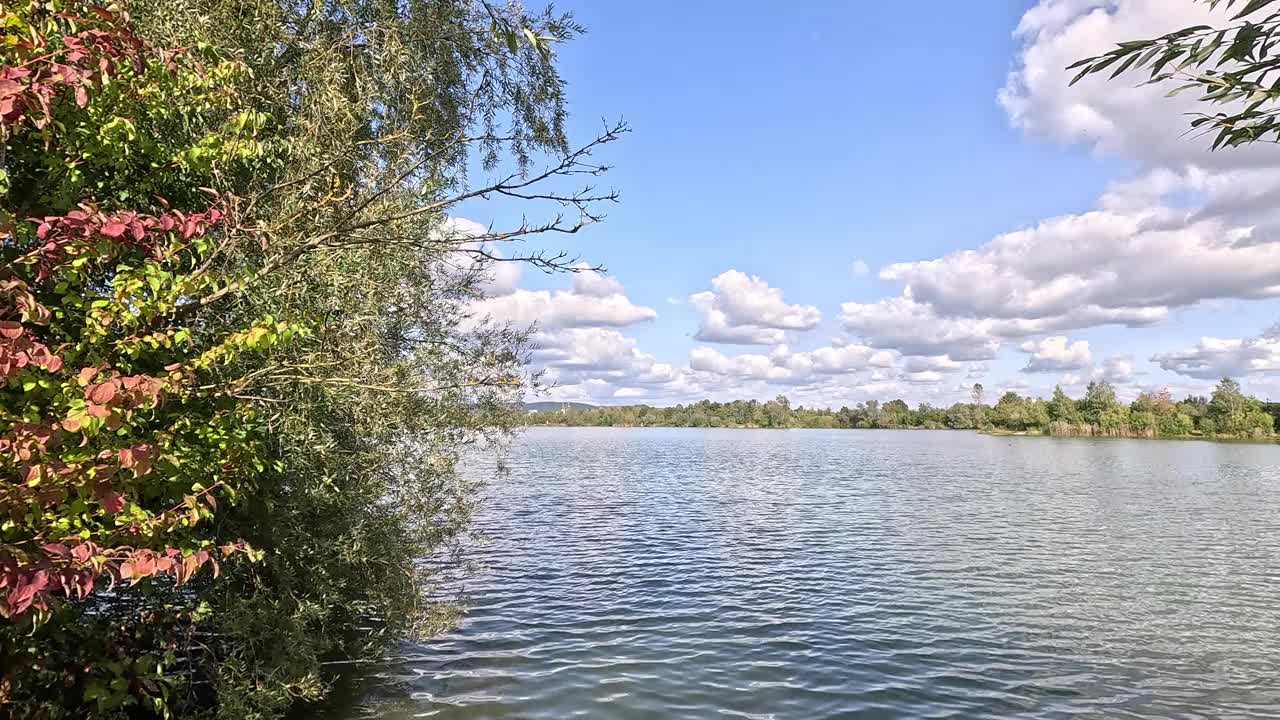 在一个阳光明媚的日子里，湖边的绿色植物和树木风景优美，水很平静视频素材