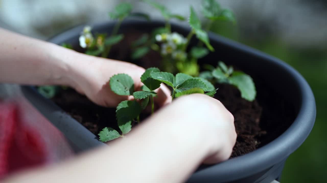 一名妇女在城市阳台花园种植植物视频素材