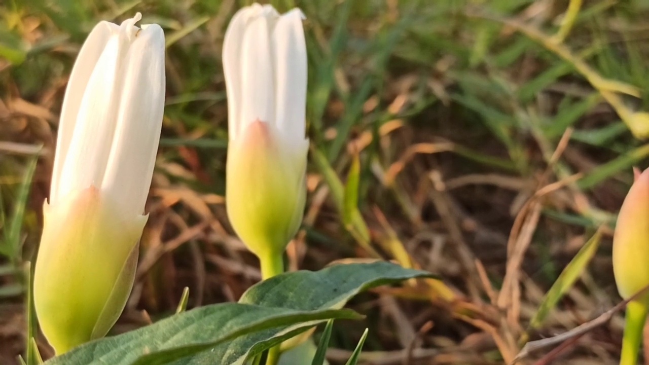 野花视频素材