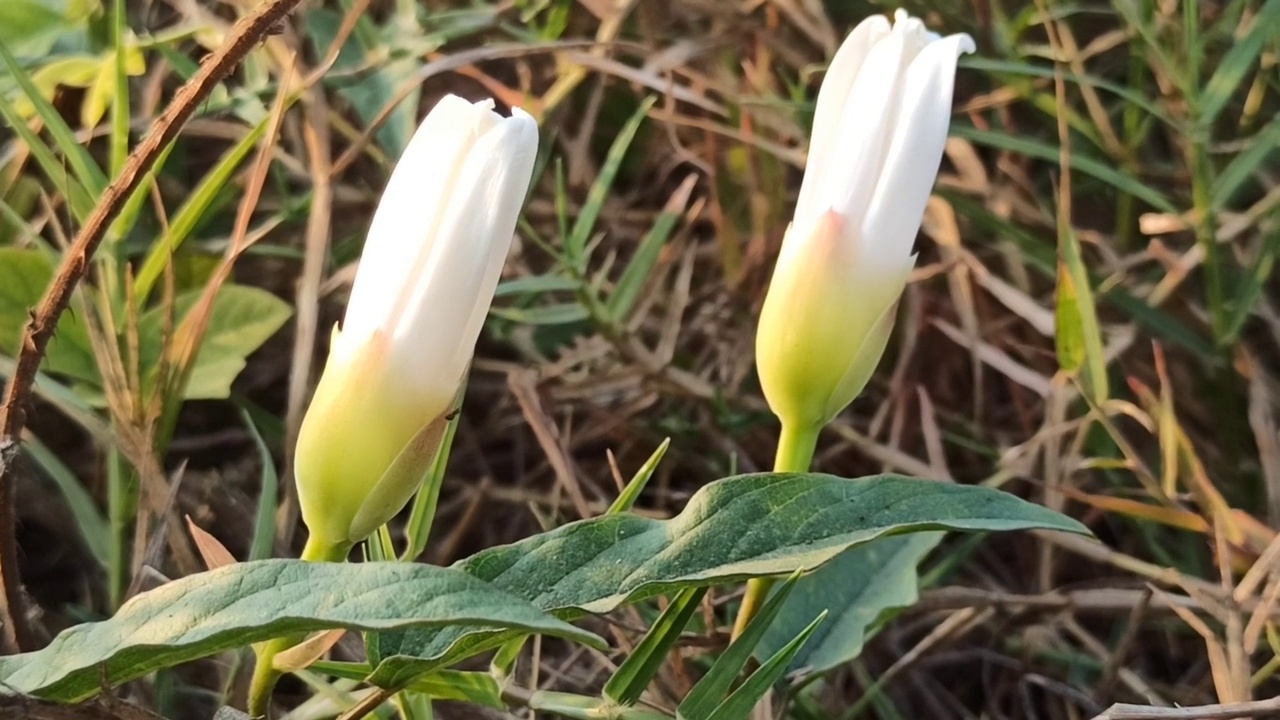 野花视频素材