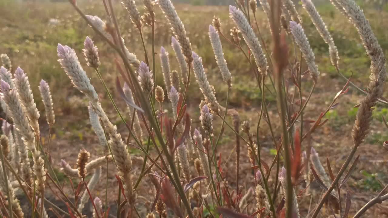 野花视频素材