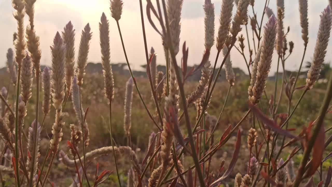 野花视频素材