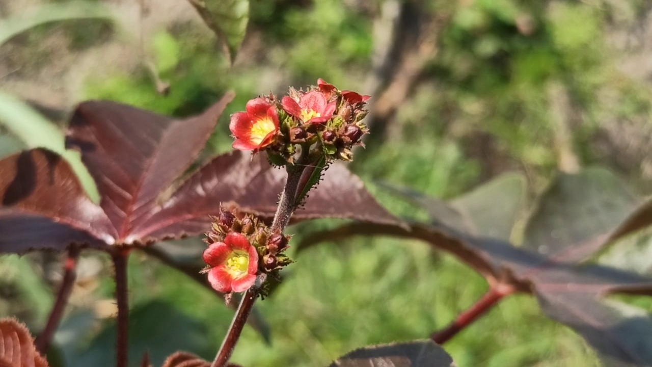 野花视频素材