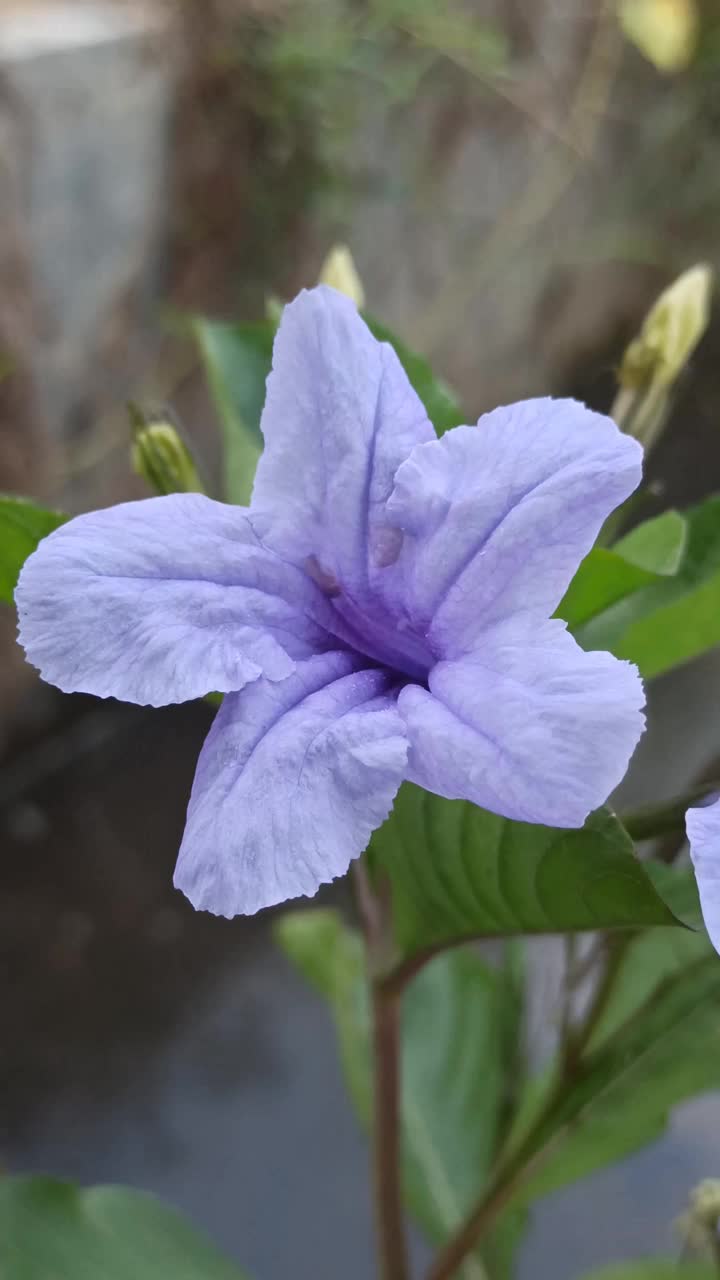 Ruellia angustifolia视频素材