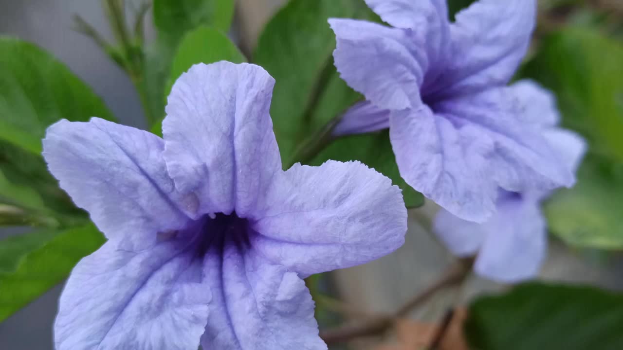 Ruellia angustifolia视频素材