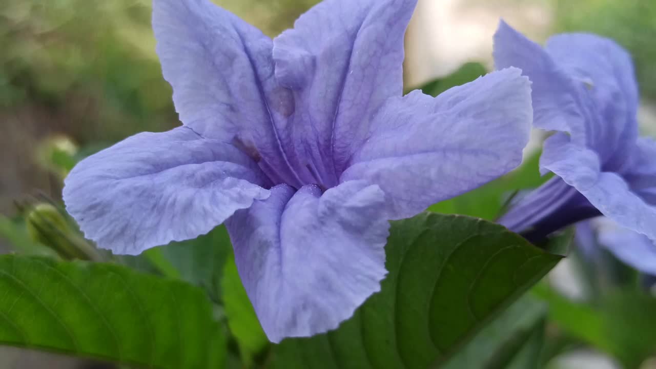 Ruellia angustifolia视频素材