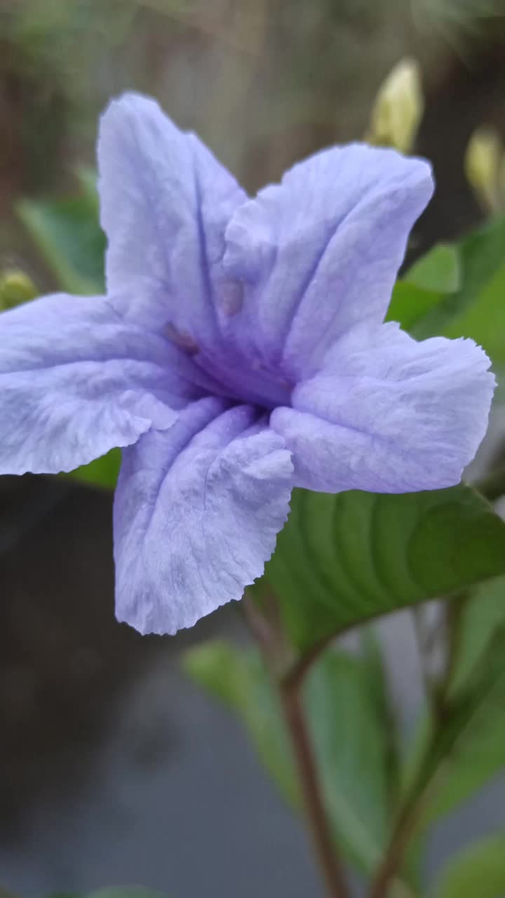 Ruellia angustifolia视频素材