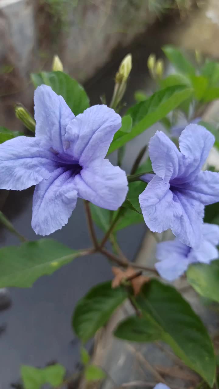 Ruellia angustifolia视频素材