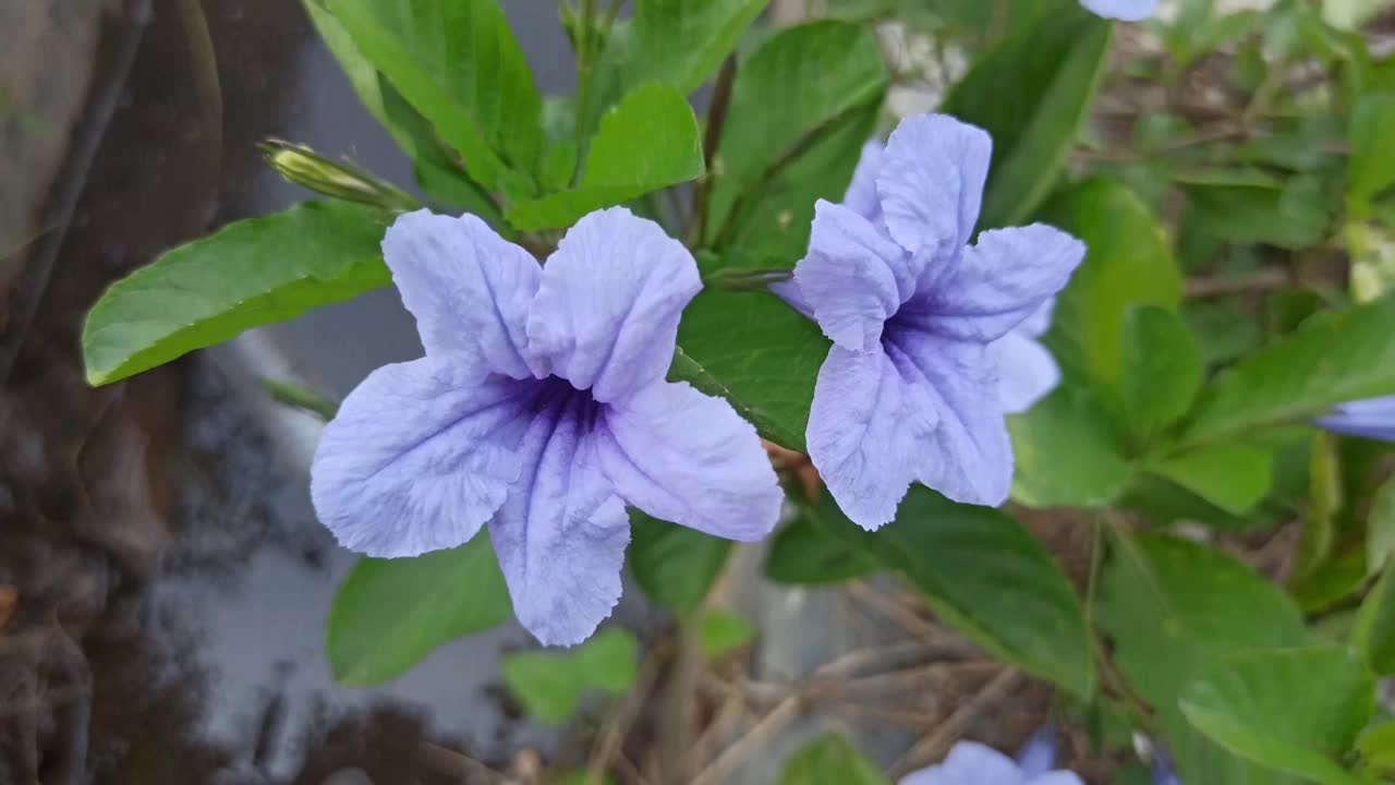 Ruellia angustifolia视频素材