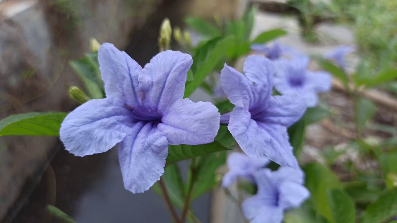 Ruellia angustifolia视频素材