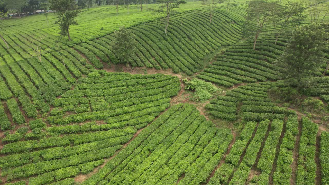 茶园鸟瞰图。茶树(Camellia sinensis)是一种茶树，它的叶子和芽可以用来泡茶。印尼的风景视频素材