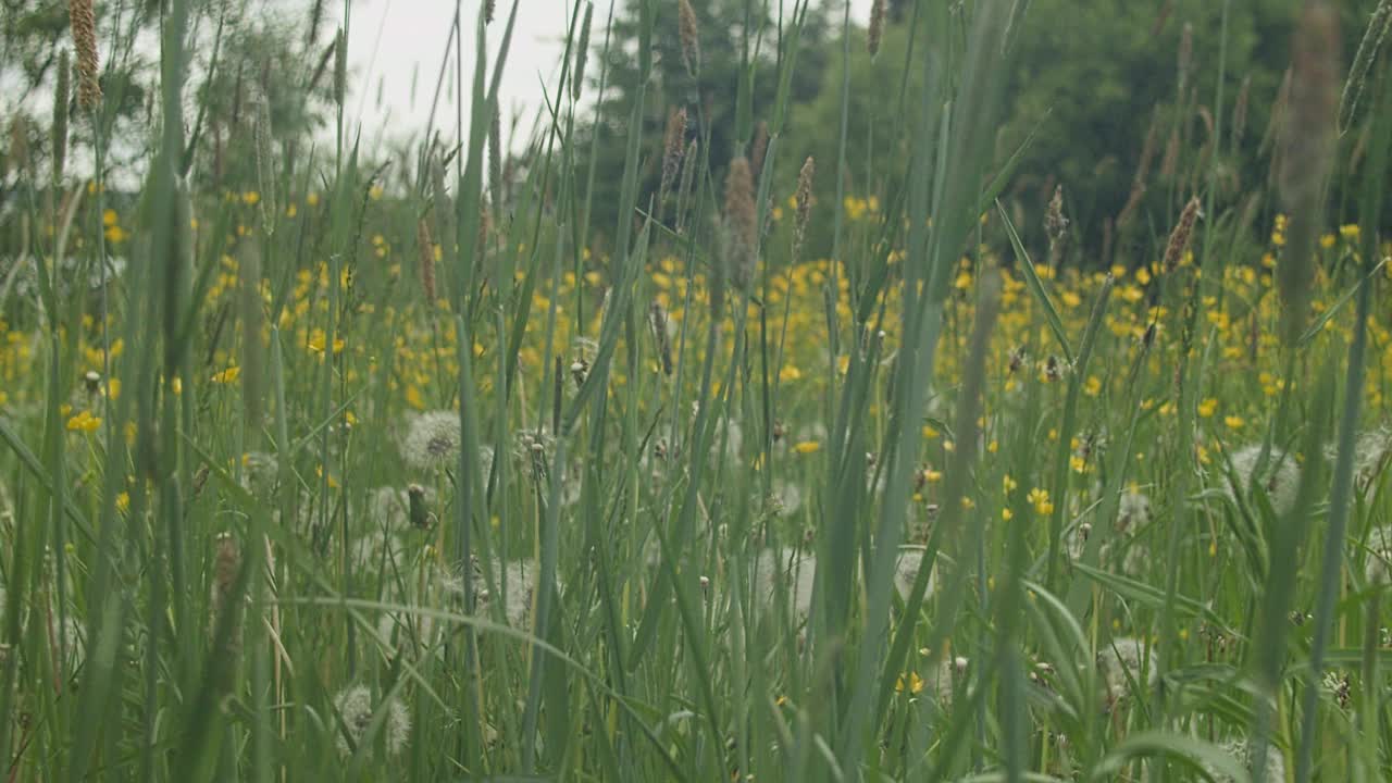 长在草地上的草。视频素材