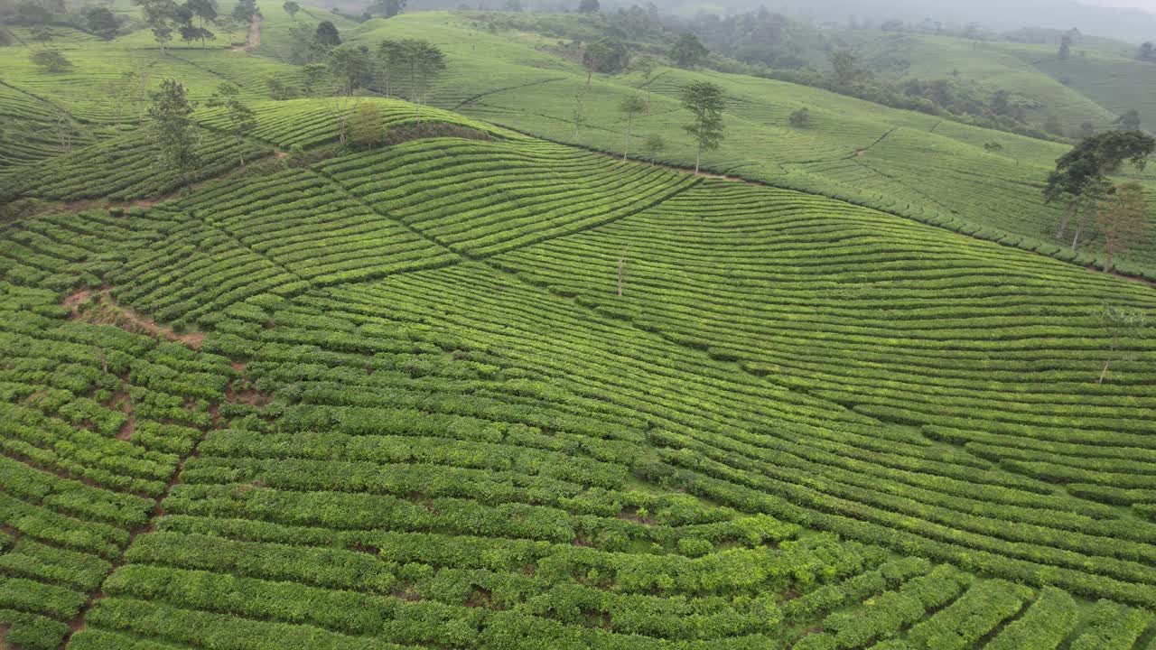 茶园鸟瞰图。茶树(Camellia sinensis)是一种茶树，它的叶子和芽可以用来泡茶。印尼的风景视频素材