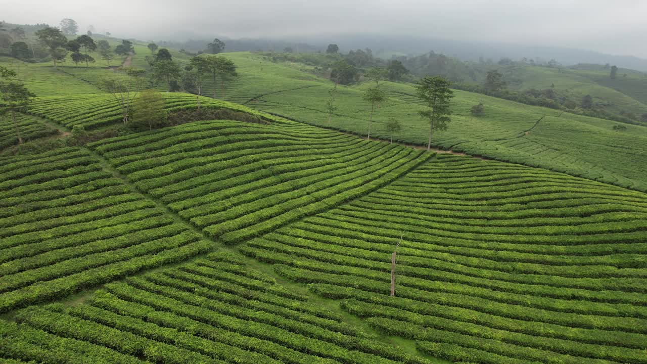 茶园鸟瞰图。茶树(Camellia sinensis)是一种茶树，它的叶子和芽可以用来泡茶。印尼的风景视频素材