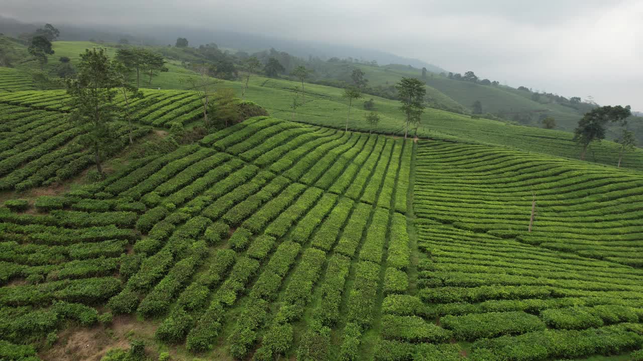 茶园鸟瞰图。茶树(Camellia sinensis)是一种茶树，它的叶子和芽可以用来泡茶。印尼的风景视频素材